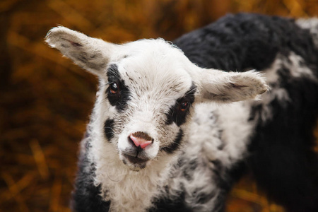 与黑眼圈的眼睛周围和脸颊上的羊照片