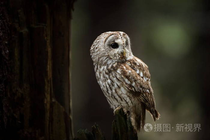 猫头鹰的生活习性(猫头鹰的生活特征和生活方式)