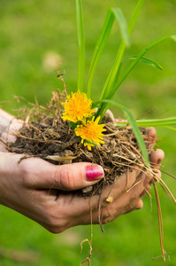 手拿着堆的土壤与黄花, 绿色的草背景, 从外形角度射击