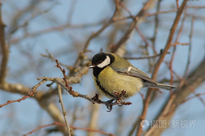 树枝上的山雀鸟