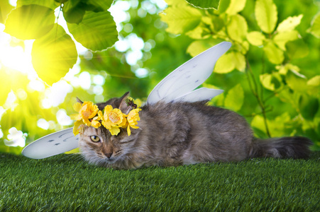 猫荣军院在草地上玩着春天的色彩