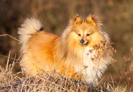 设得兰群岛牧羊犬站在一个棕色的字段