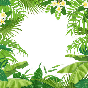 夏季热带夏季背景与热带植物照片