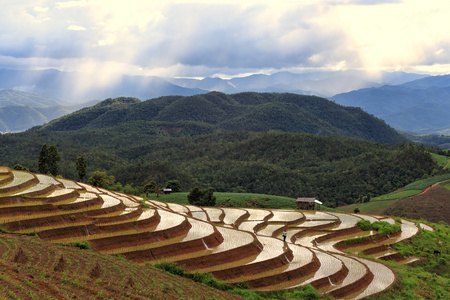 稻田上的梯田在泰国清迈