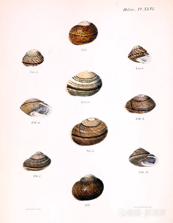 贝壳的例证。Conchologia iconica, 或者, molluscous 动物的贝壳的插图