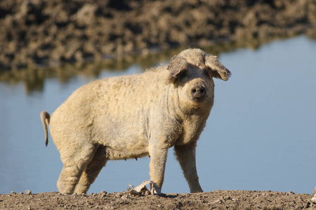 Mangalica 匈牙利国内猪的品种，