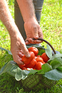 农民手收集切割番茄