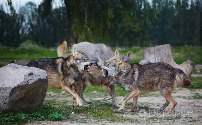 灰色的危险狼战斗