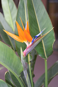 鹤望兰传统花卉的马德拉岛
