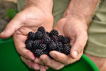 同时收集浆果手中收集的黑浆果照片