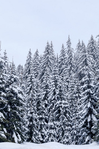 傅高义滑雪中心附近的冬季景观