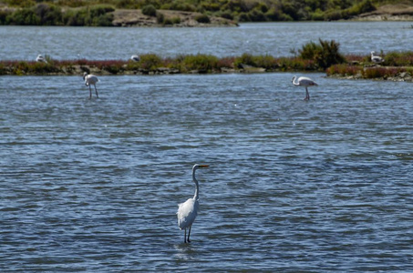 埃布罗河河自然保护区的景观。可以欣赏各种水禽, 苍鹭和火烈鸟。咸淡水和沼泽水, 盐平底锅为生产天然盐