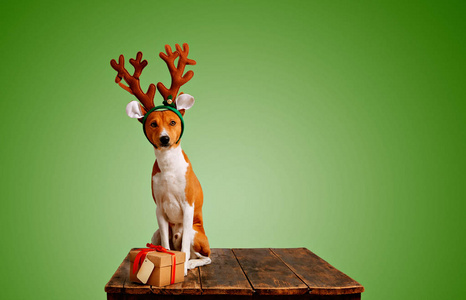 狗打扮成圣诞鹿带着礼物
