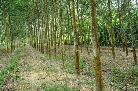 橡胶树种植园在马六甲,马来西亚的橡胶树或橡胶树种植园照片