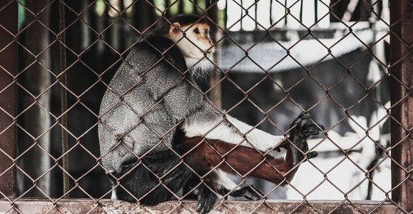 猕猴在动物园笼子里