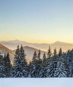 美丽的冬天全景。云杉松树树，蓝色天空与太阳下的风景背景光和高喀尔巴阡山