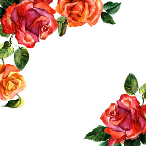 孤立的水彩风格野花玫瑰花框架