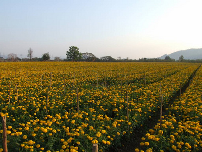 万寿菊花卉场