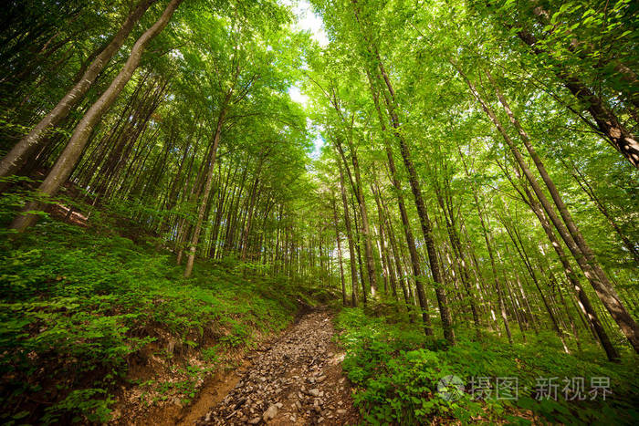 森林景观树林背景
