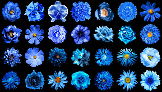 大型包自然和超现实的蓝色的花上黑色孤立在 1 28