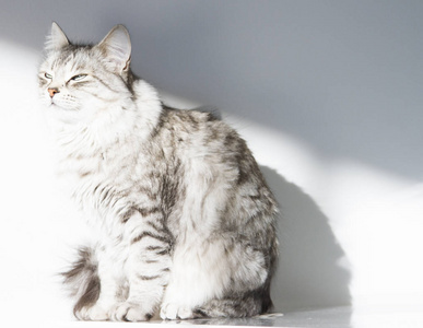 漂亮女银猫的皮毛的西伯利亚狗在房子里