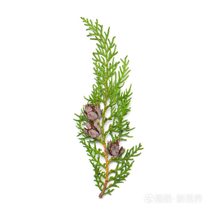 针叶树.冬天.圣诞节.平躺, 顶部视图