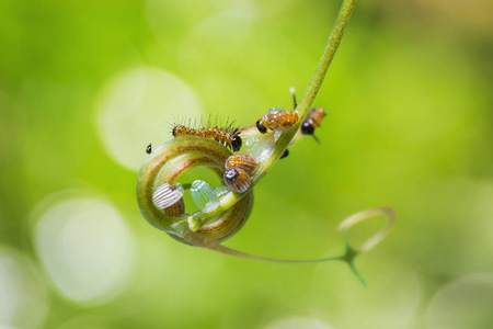 豹草蛉虫毛毛虫