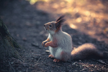 可爱的灰松鼠在公园里吃东西