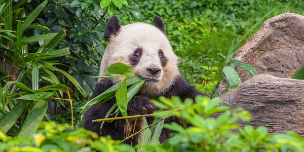 熊熊猫咀嚼鲜嫩多汁的植被