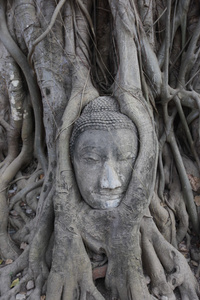 亚洲泰国大城府扫管笏帕玛哈泰寺石雕头像