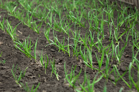 在田间种植蒜苗,农业背景.