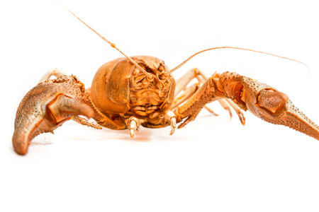 孤立的龙虾螃蟹图片
