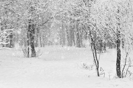 在公园里的漂亮降雪