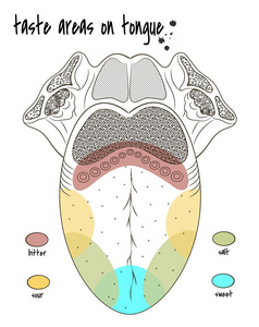 人类的舌头味觉区