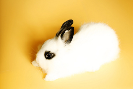 可爱的小兔子，黑色的眼睛和长长的耳朵