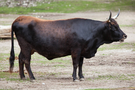 小母牛bos primigenius taurus