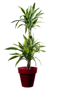 Dracena 柠檬孤立