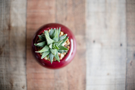 芦荟 Aristata Haworthia 肉质植物生长缓慢的肉质, 带来令人愉快的对比与它的深绿色的叶子种植在一个壶与岩石