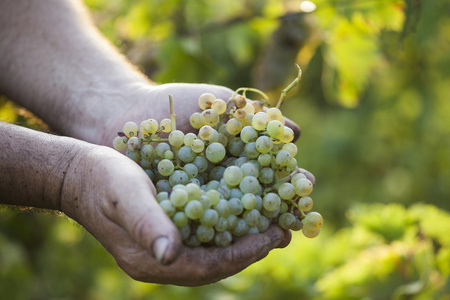 农民手里拿着收获的葡萄