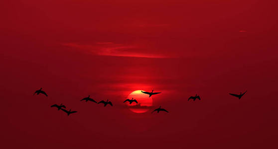 日出或日落与飞行鸟类自然背景