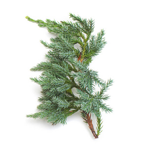 杜松 horizontalis 蓝色的分支在白色背景被隔绝了.针叶树.冬天.