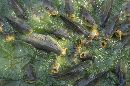 成群的淡水鱼如鲶鱼黑鱼蛇鱼等在进食时争相吃河里的食物