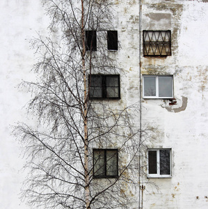 照片桦树和窗口在老房子的背景与窗口贴上白色石膏