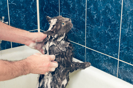 在浴室里给一只灰色的猫洗澡