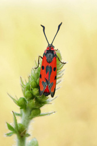 血字燃烧蛾Zygaena Laeta