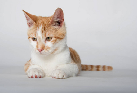 野生猫狸花猫图片-野生猫狸花猫素材-野生猫狸花猫插画-摄图新视界