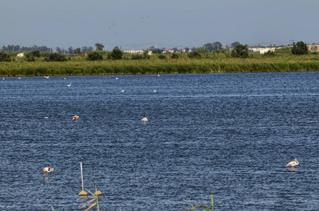 埃布罗河河自然保护区的景观。可以欣赏各种水禽, 苍鹭和火烈鸟。咸淡水和沼泽水, 盐平底锅为生产天然盐