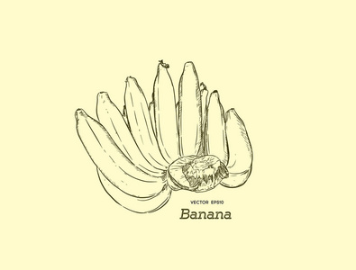线艺术香蕉的向量集。烂熟香蕉, 手 rdaw sketc