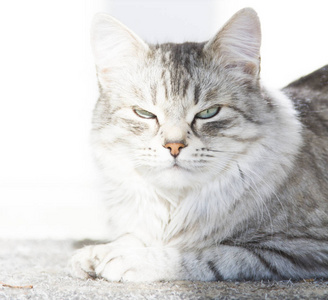 漂亮女银猫的皮毛的西伯利亚狗在房子里