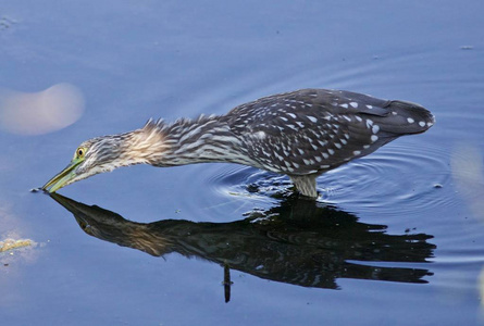 有趣的黑冠夜鹭在水中的孤立的合影
